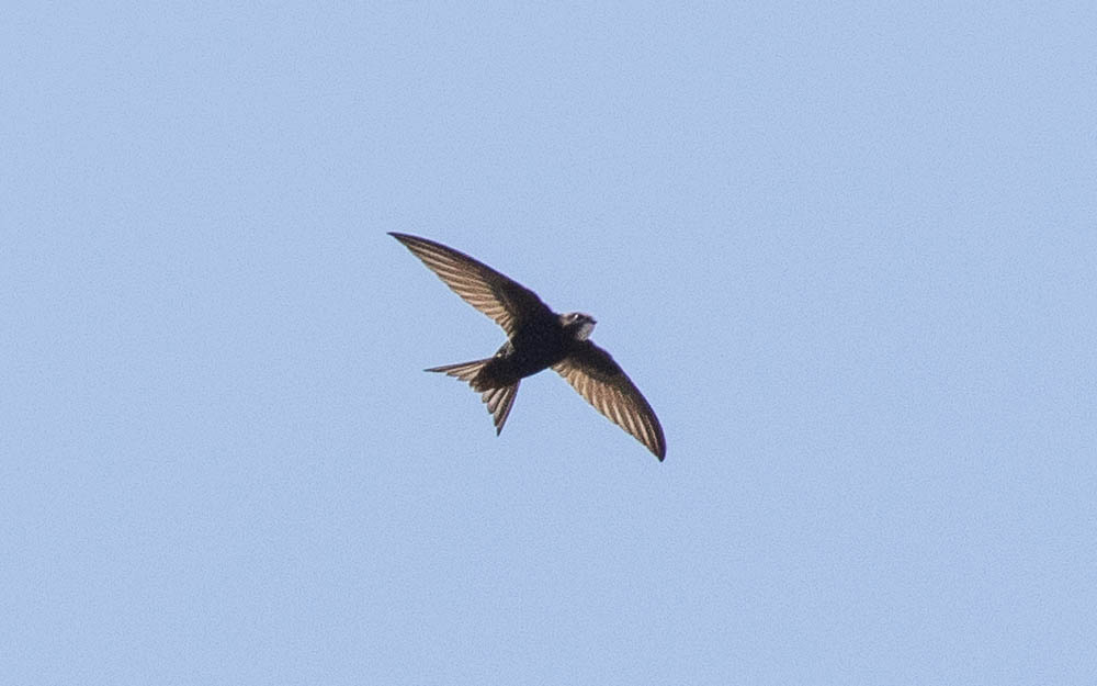 Common Swift