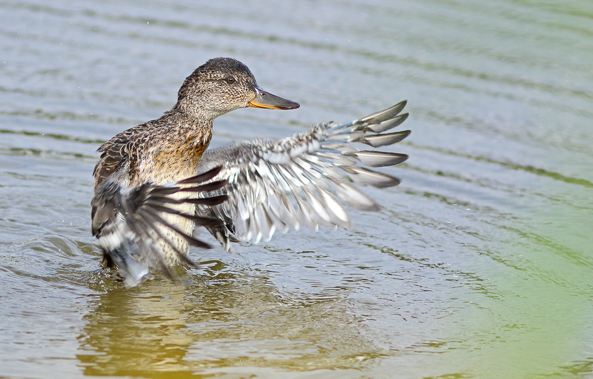 Common teal.....juvenile