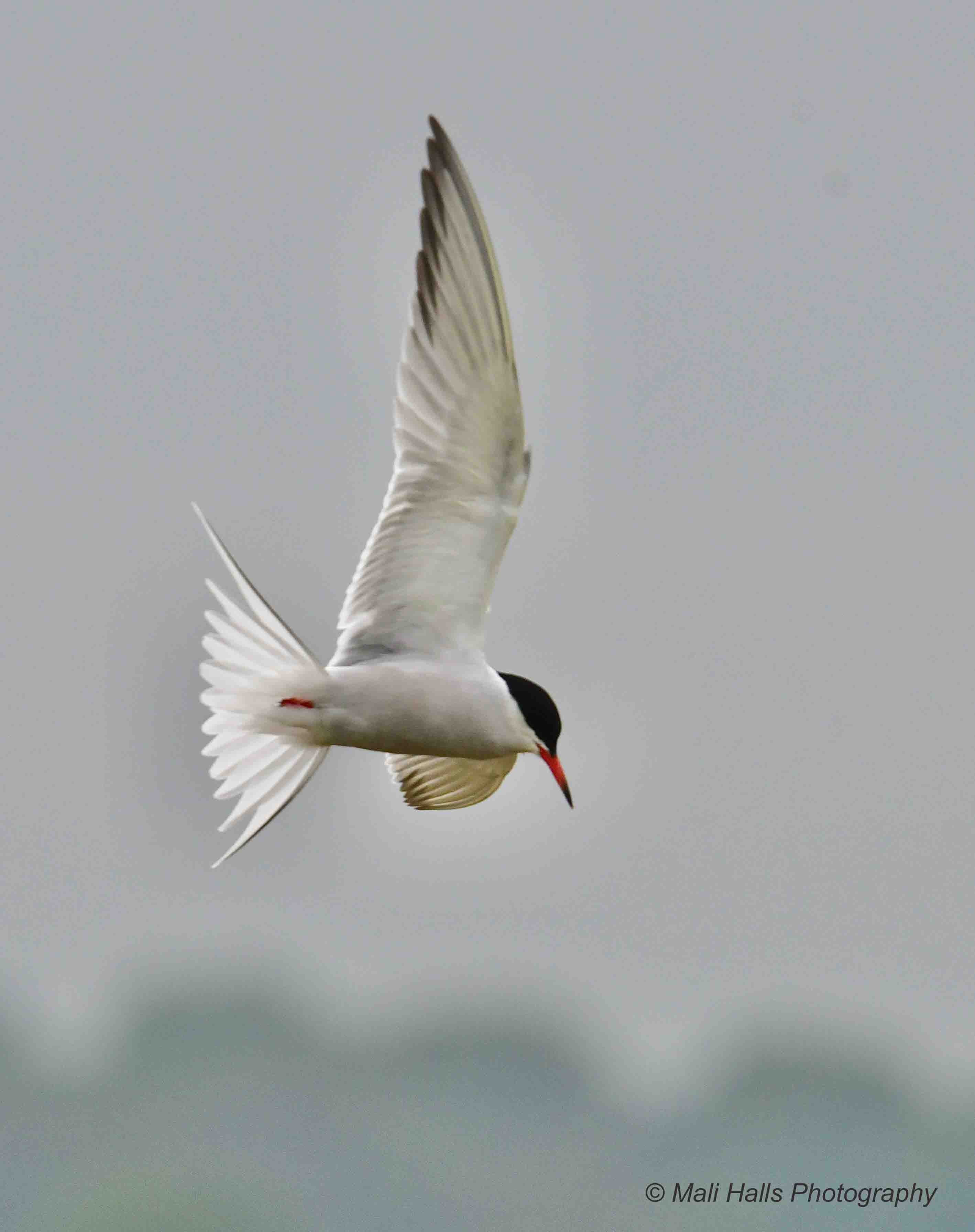 Common Tern 0533.jpg