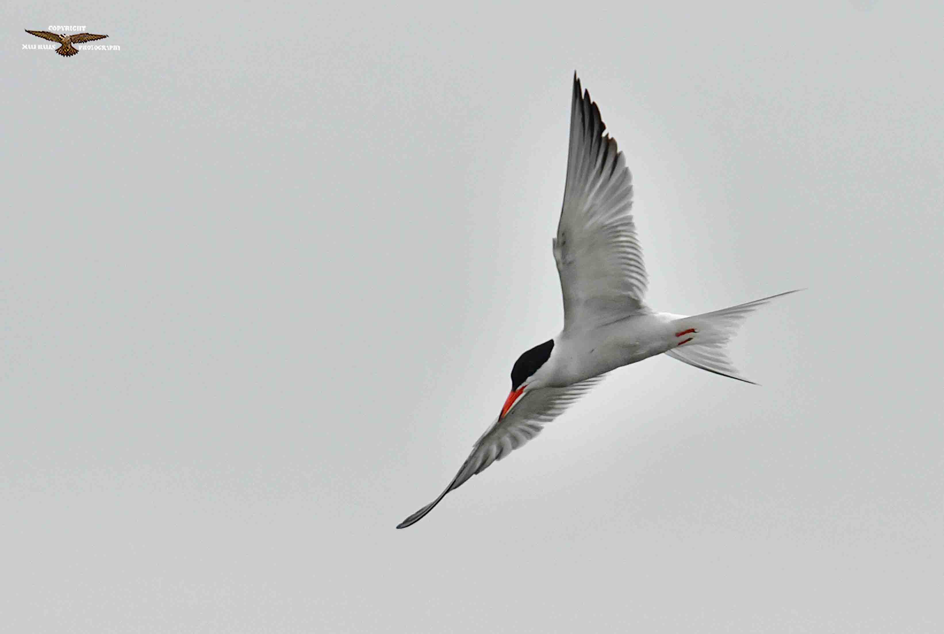 Common Tern 0983.jpg