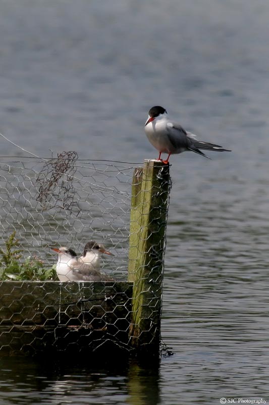 Common Tern #2