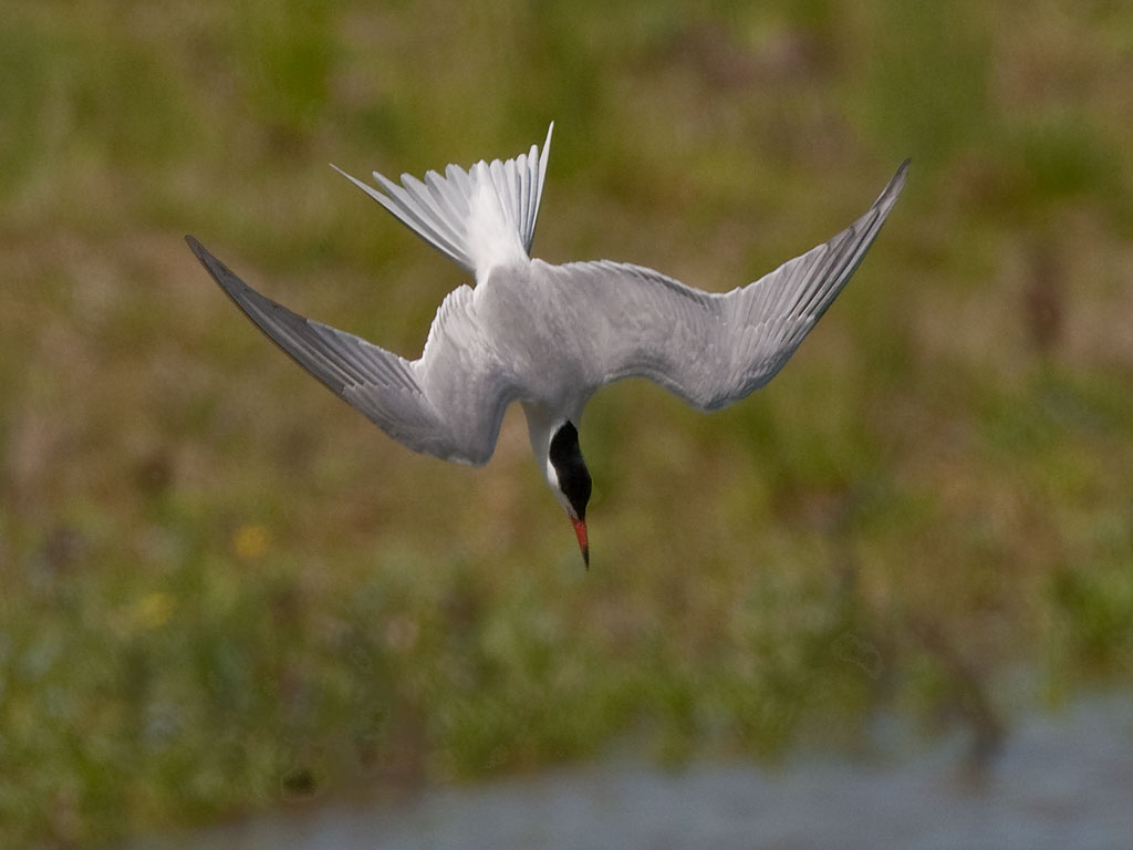 Common Tern diving
