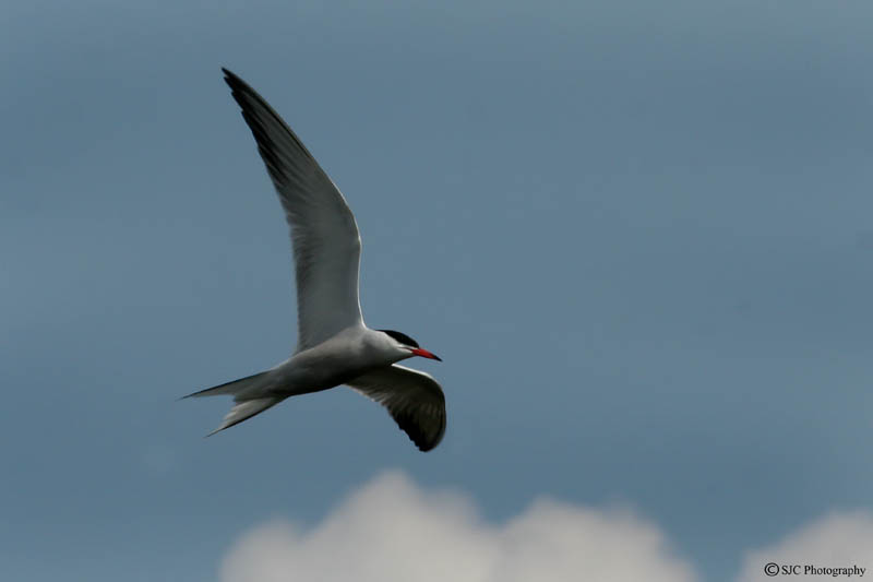 Common Tern In Flight