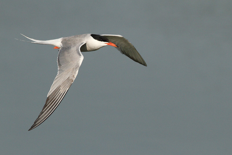 Common Tern in flight