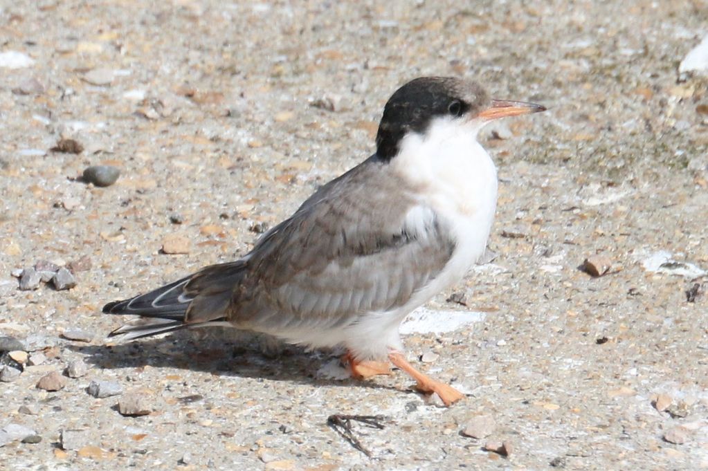 Common Tern juvenile