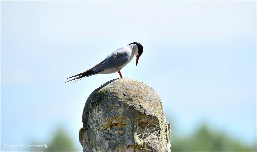 Common Tern perched on this Statue at Watermead CP.