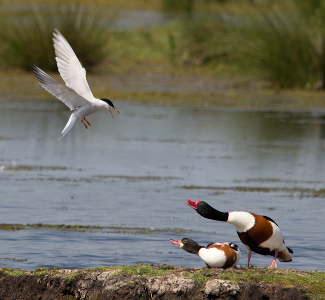 Common Tern vs Shelduck