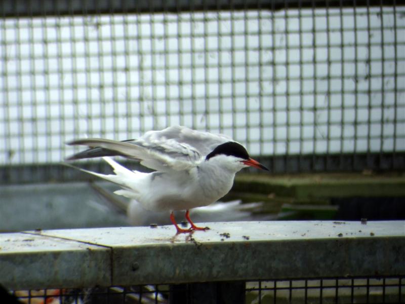 Common Tern