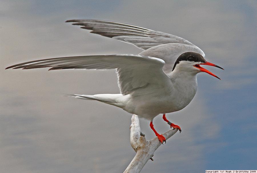 Common Tern