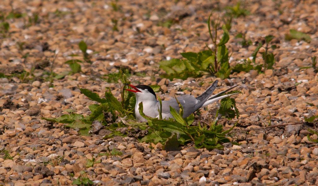 Common Tern