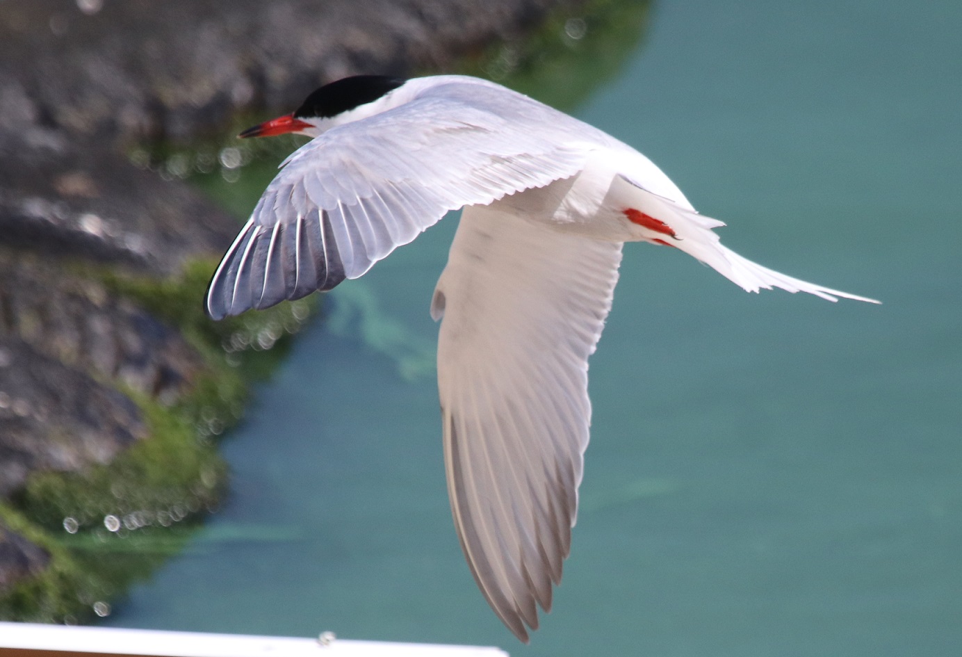 Common Tern