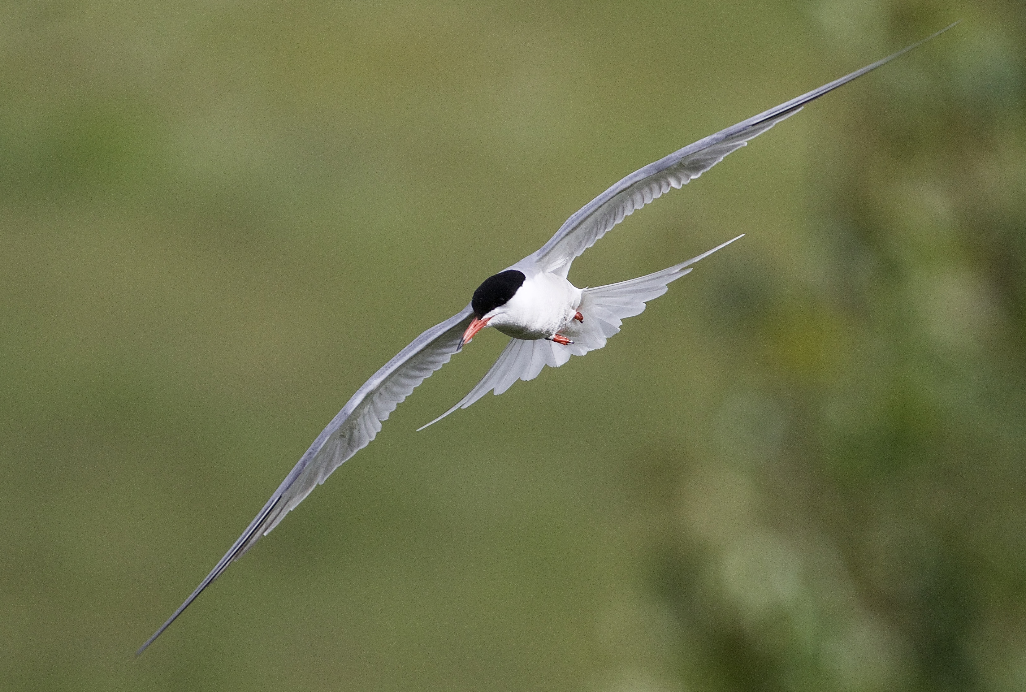 common tern