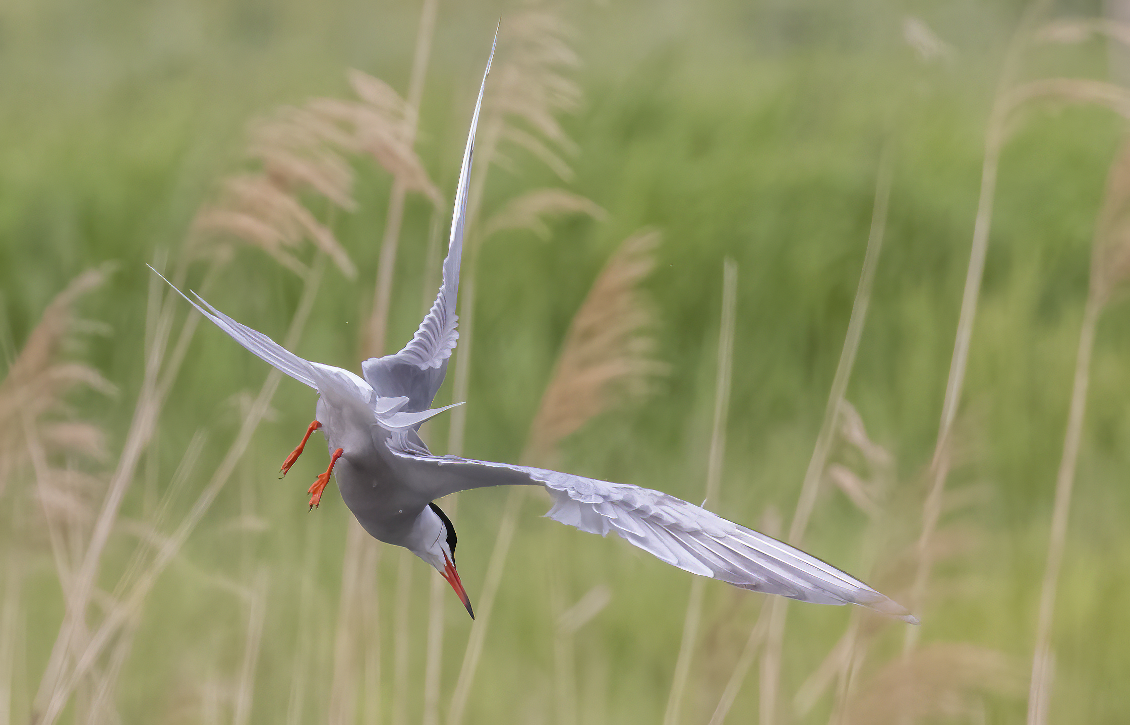 Common Tern