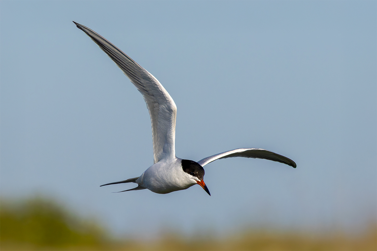 Common Tern