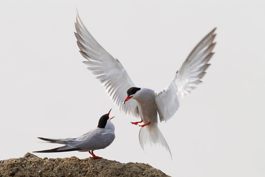 Common Terns