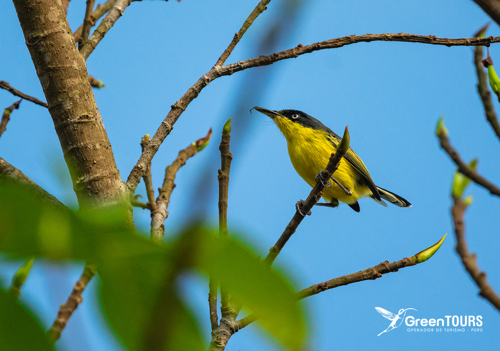 Common Tody-flycatcher