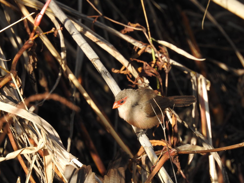 Common Waxbill