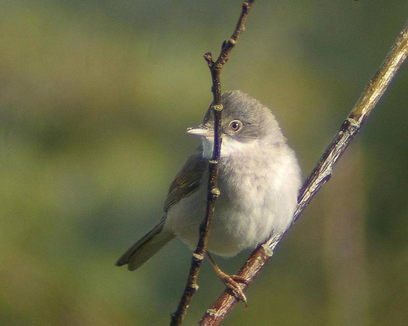 Common Whitethroat