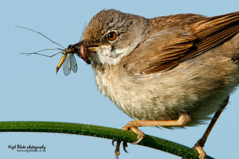 Common Whitethroat