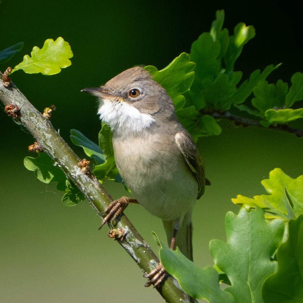 Common Whitethroat