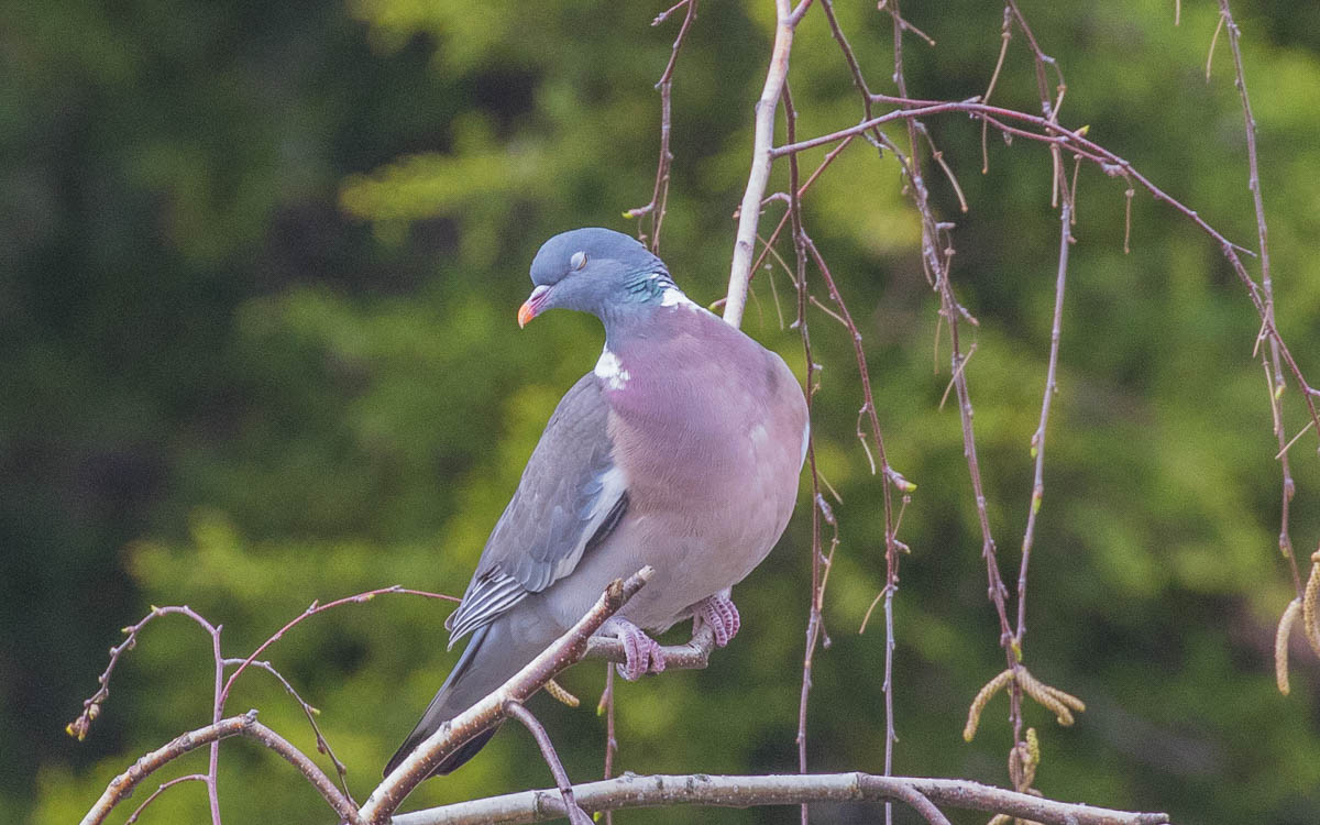 Common Wood Pigeon