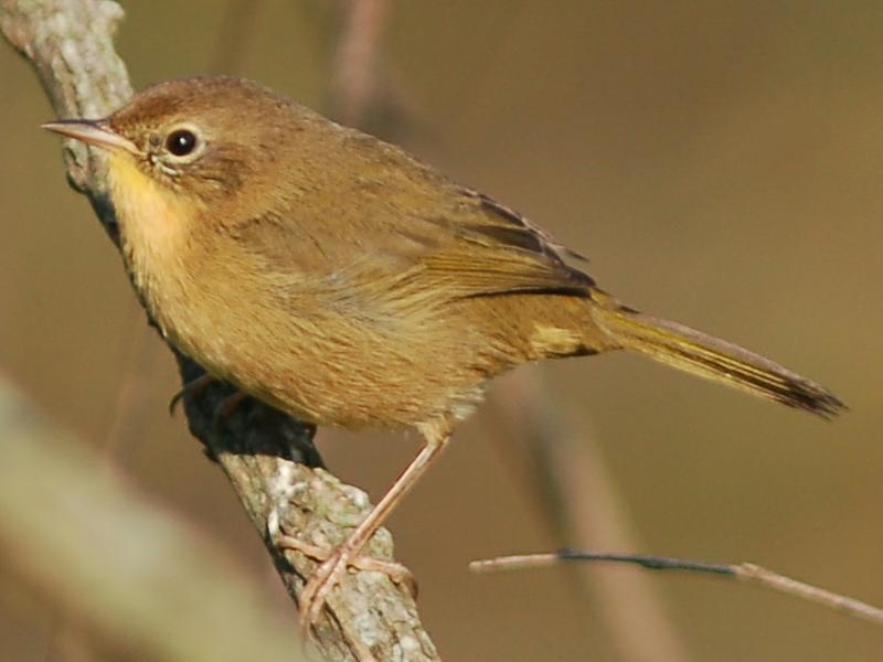 Common Yellowthroat (Female)