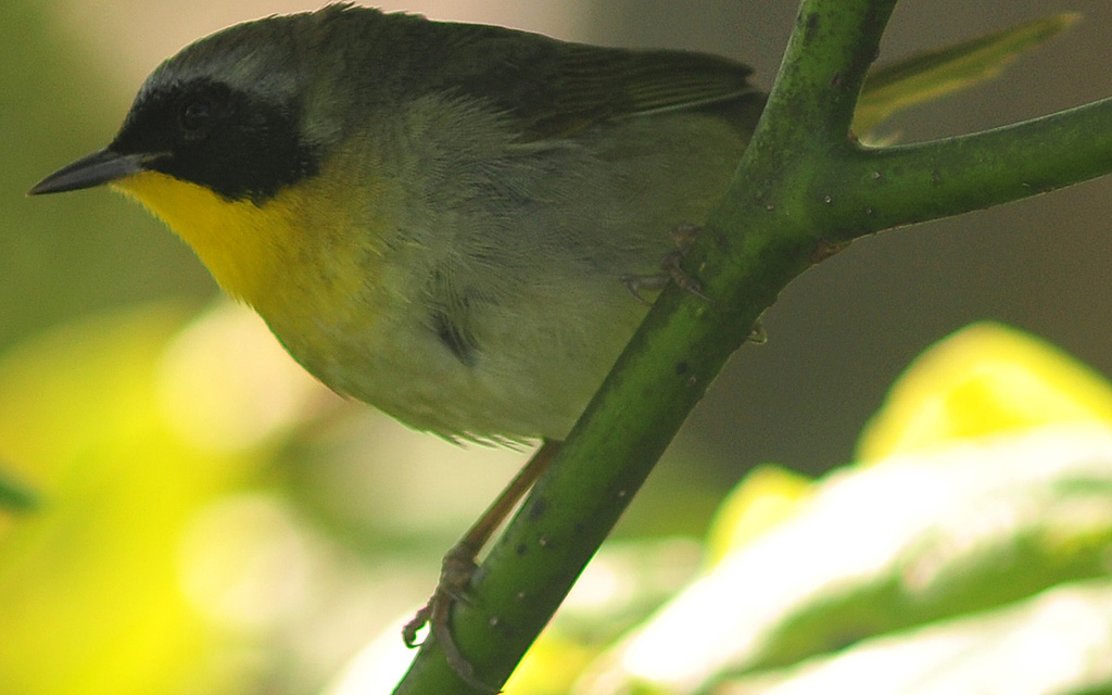 Common Yellowthroat (Male)