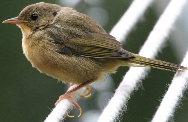 Common yellowthroat