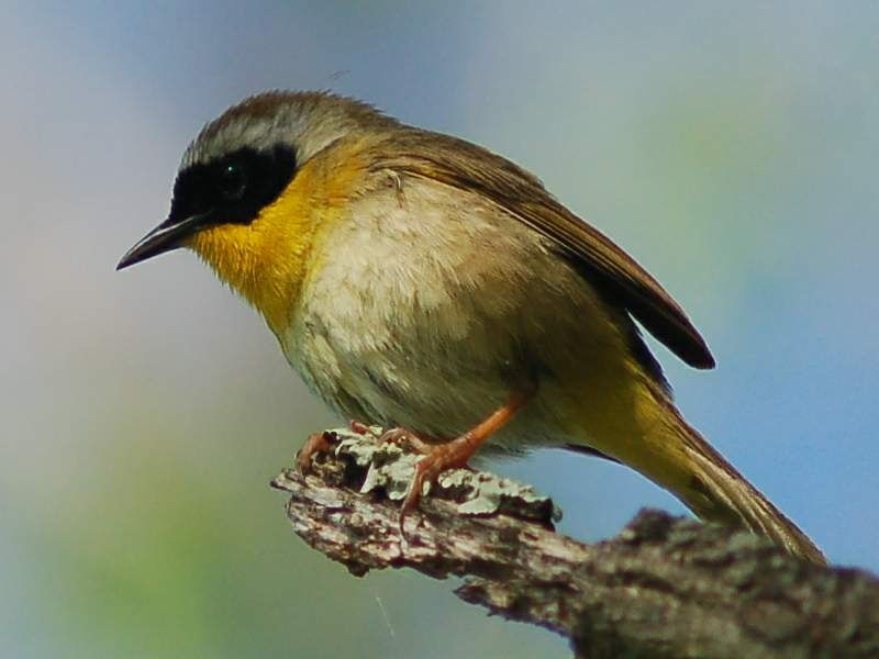 Common Yellowthroat