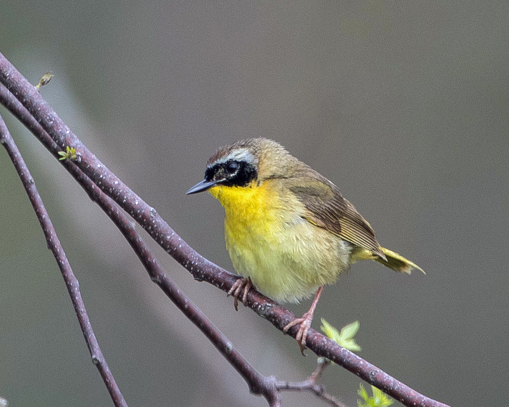 Common Yellowthroat