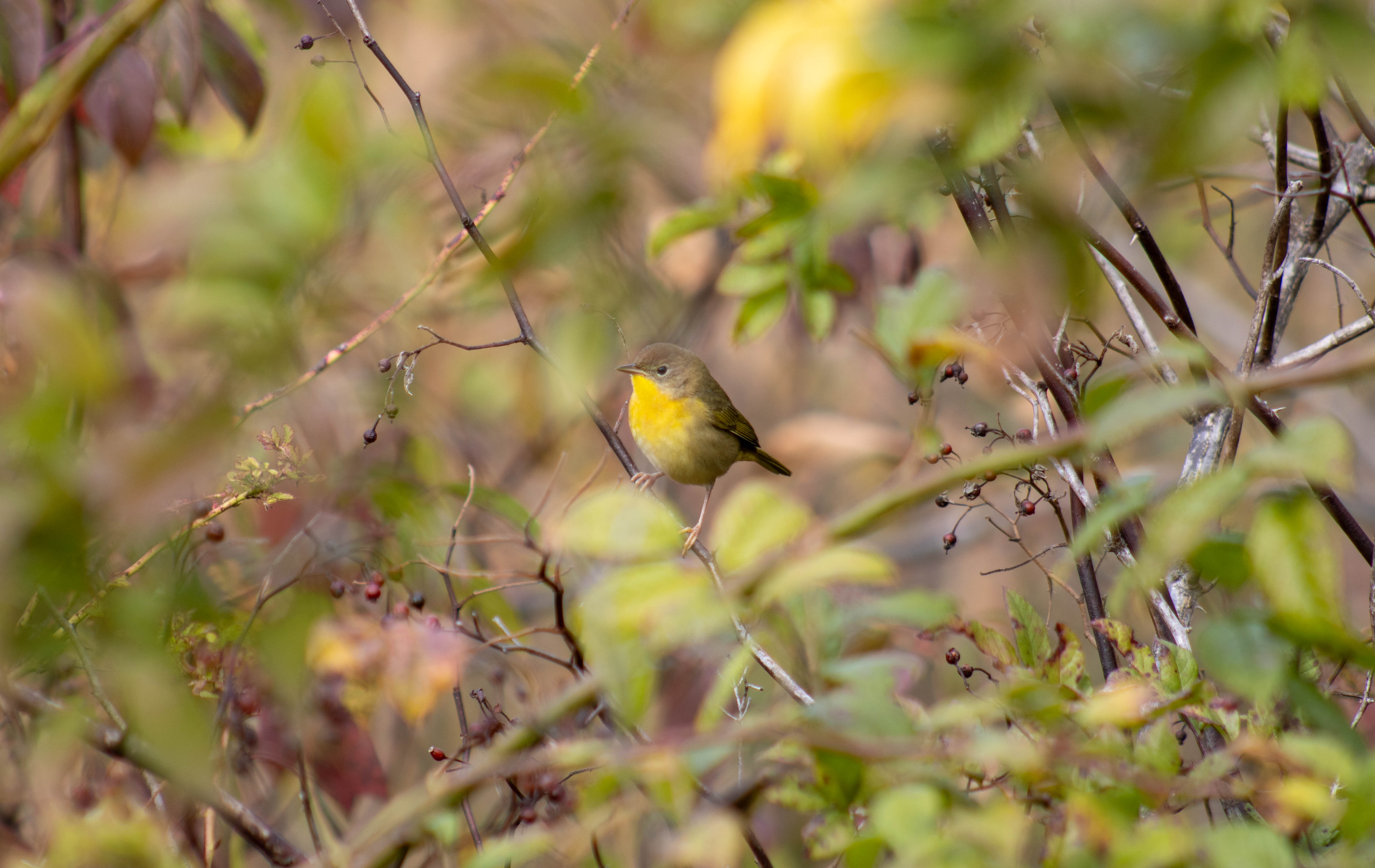 Common Yellowthroat