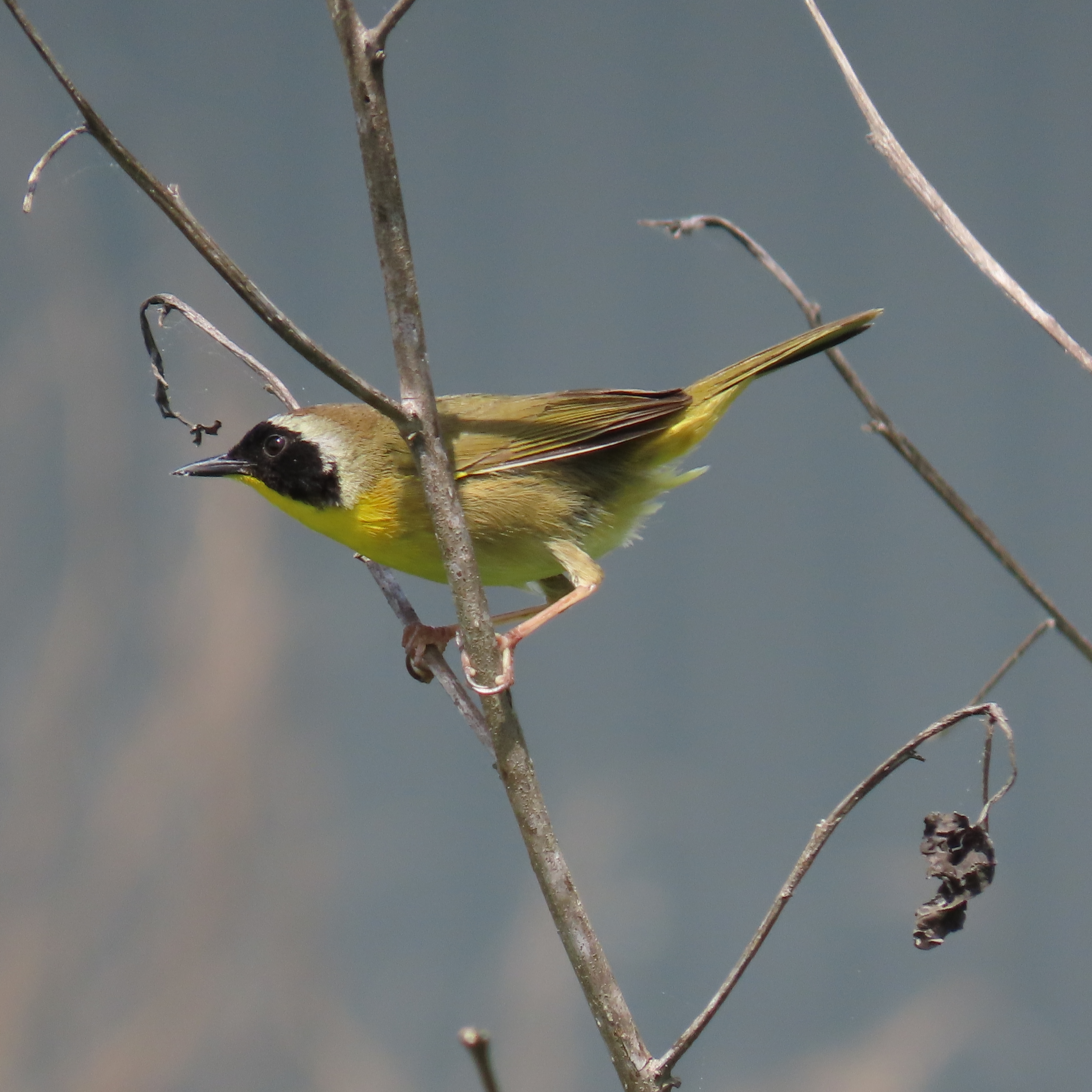 Common Yellowthroat