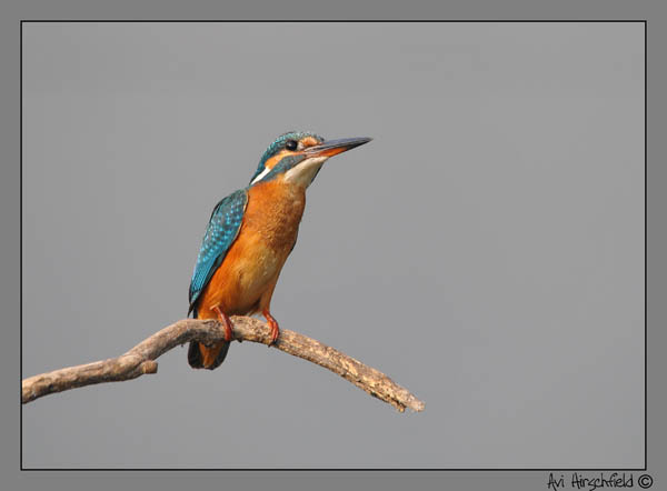 CommonKingfisher (Alcedo atthis)