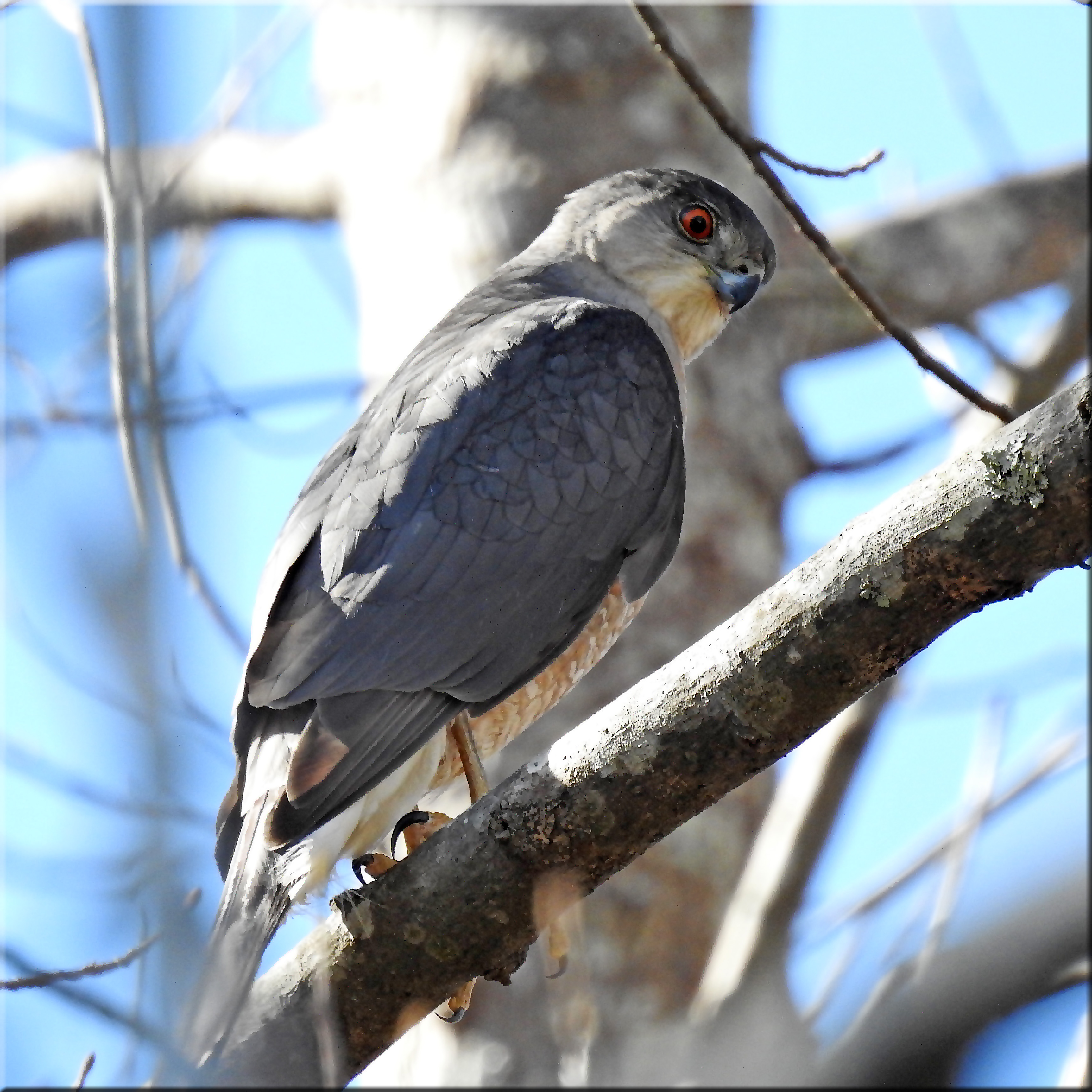 Cooper Hawk