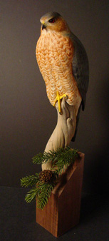 Coopers hawk wood carving