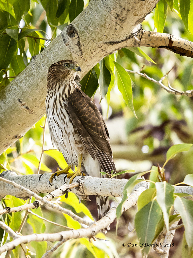 Cooper's Hawk