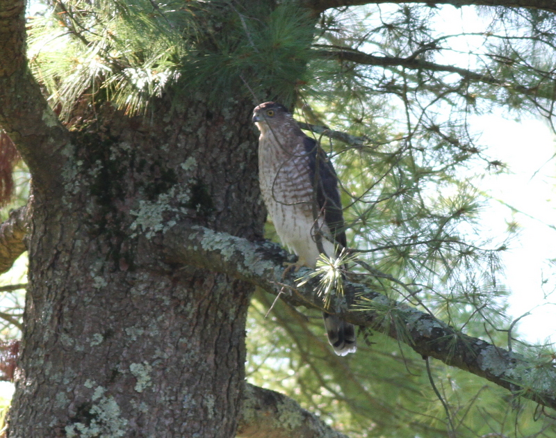 Cooper's Hawk