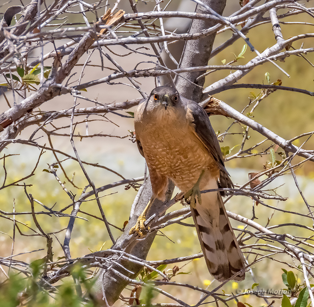 Cooper's Hawk