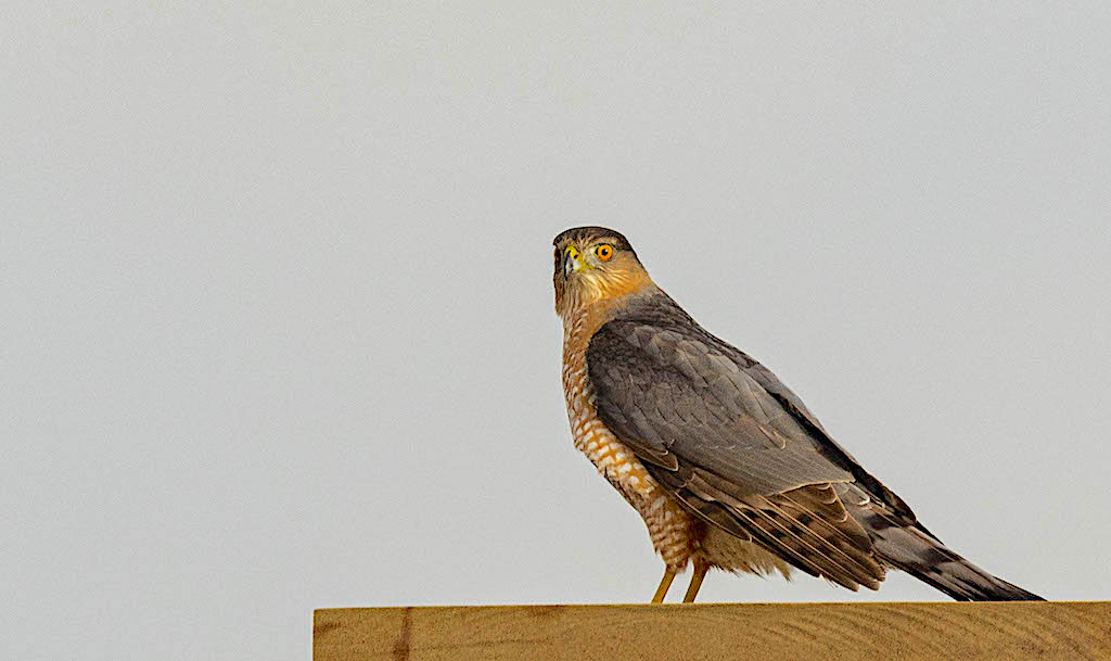 Cooper's Hawk