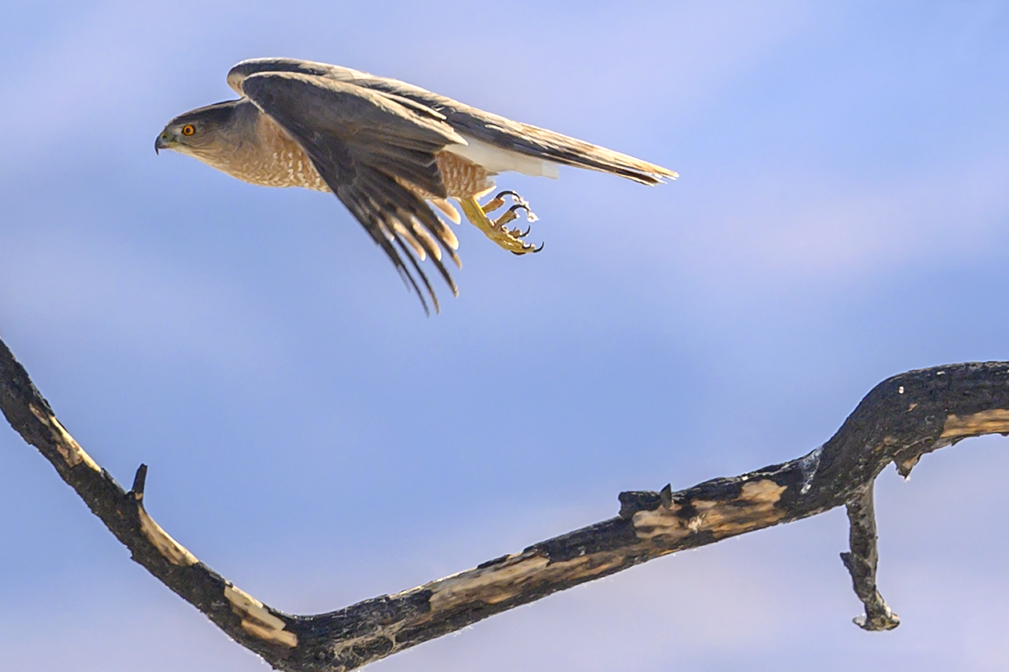 Cooper's hawk_HA.jpg