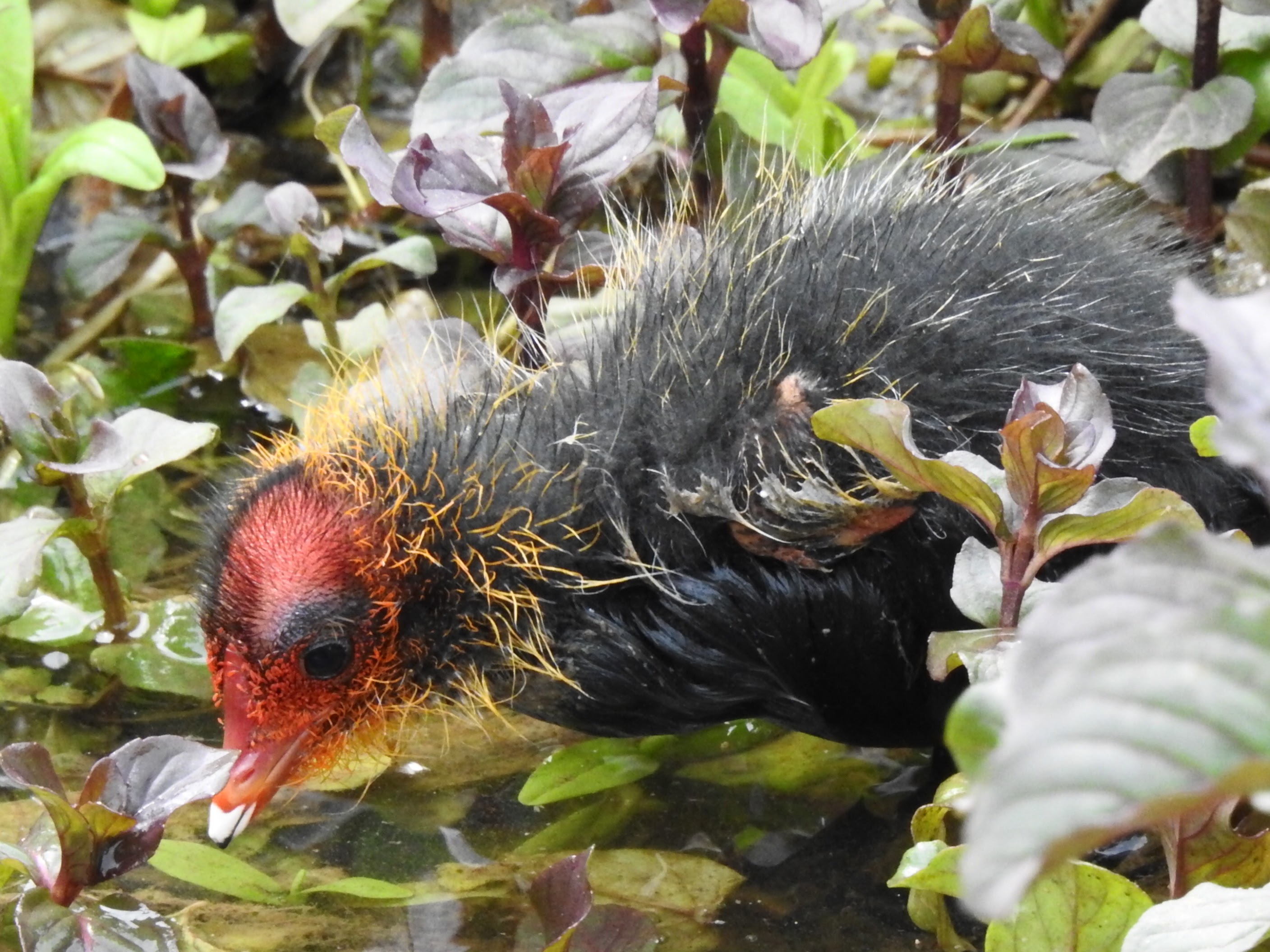 Coot chick.