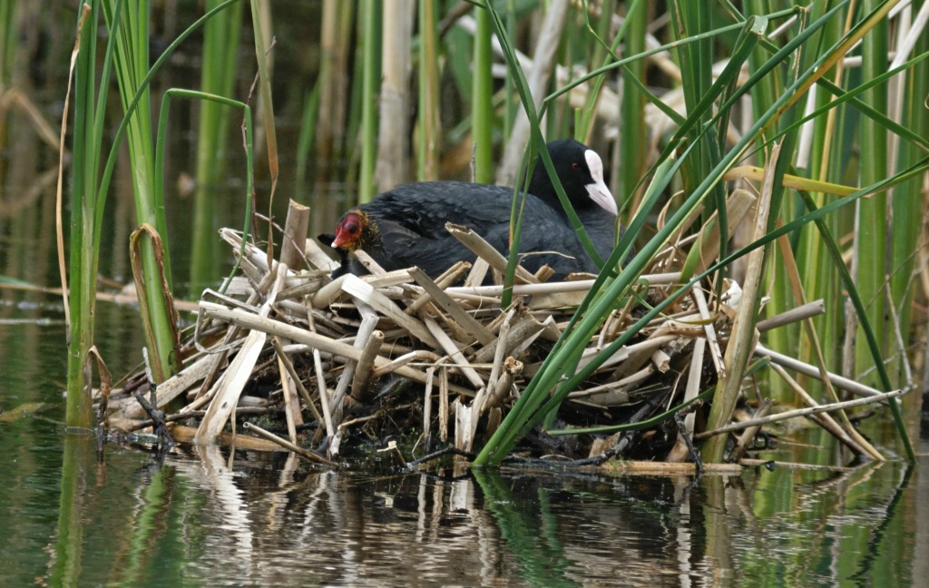 Coot