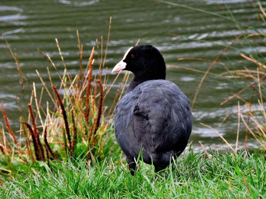 Coot