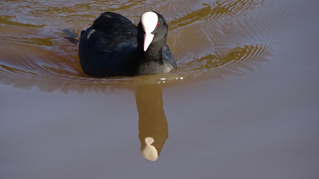 Coot