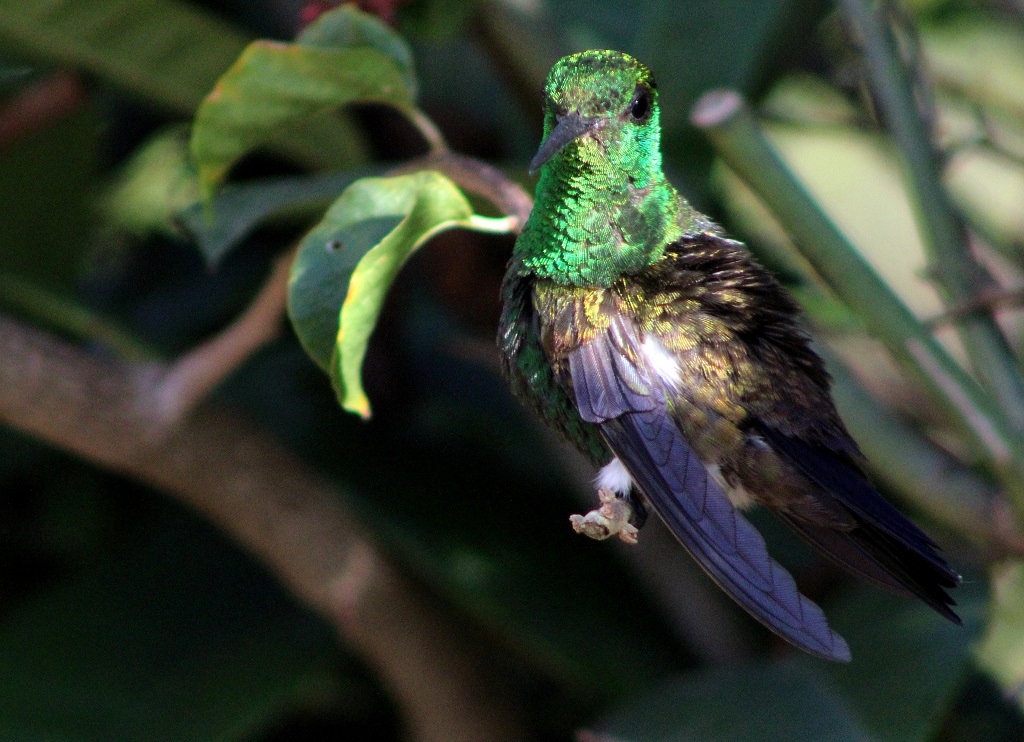 Copper - rumped Hummingbird