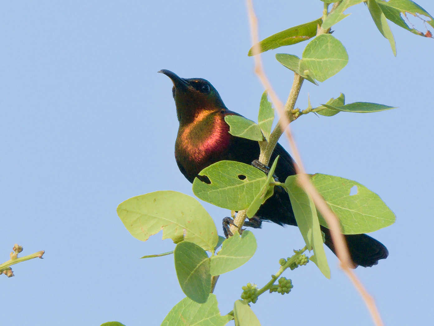 Copper Sunbird 15.jpg