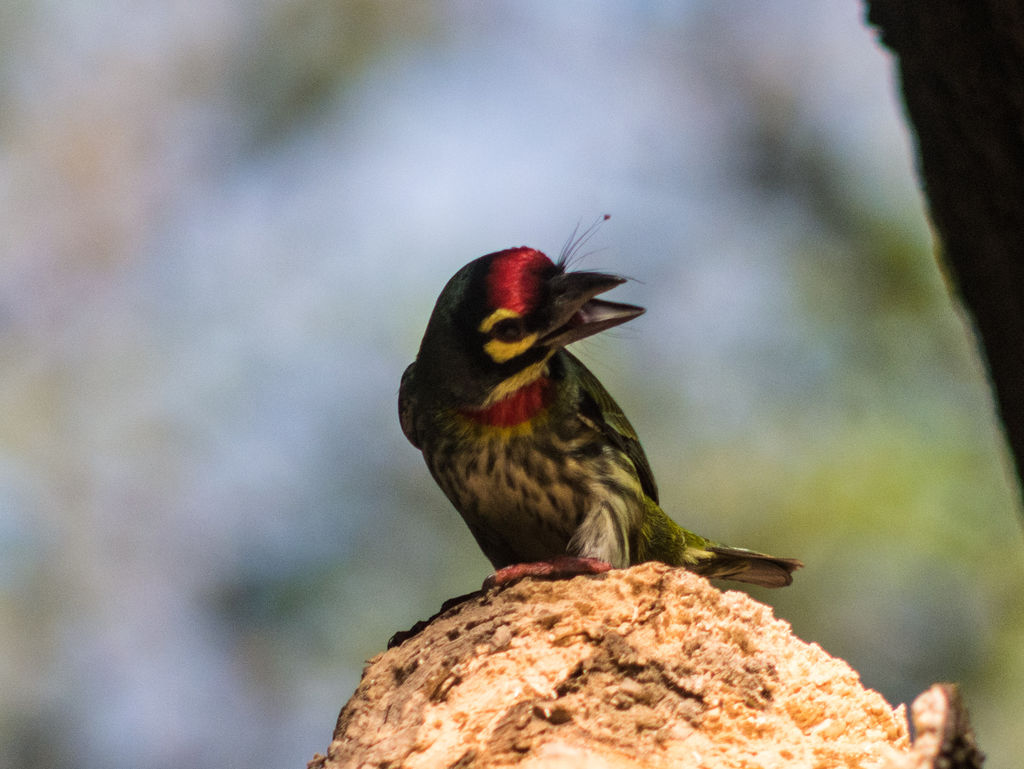 Coppersmith Barbet - Different Moods