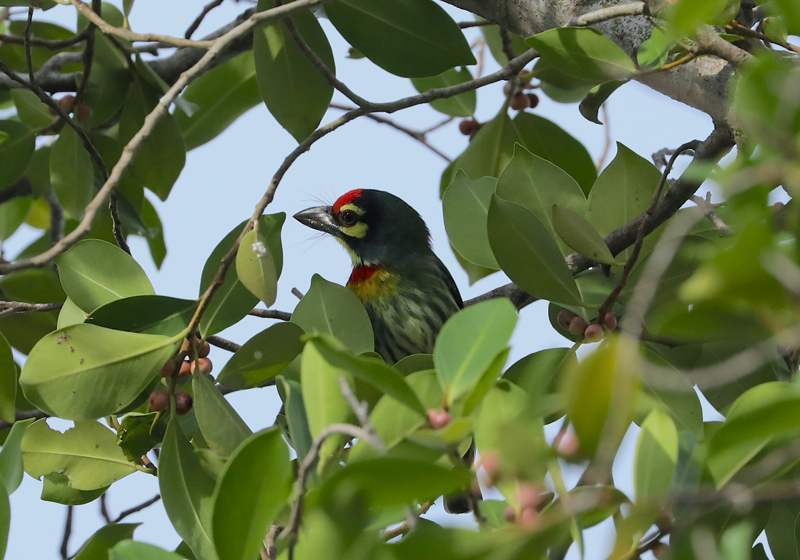 Coppersmith Barbet