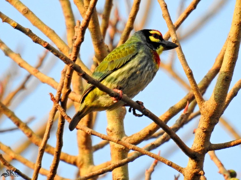 Coppersmith Barbet