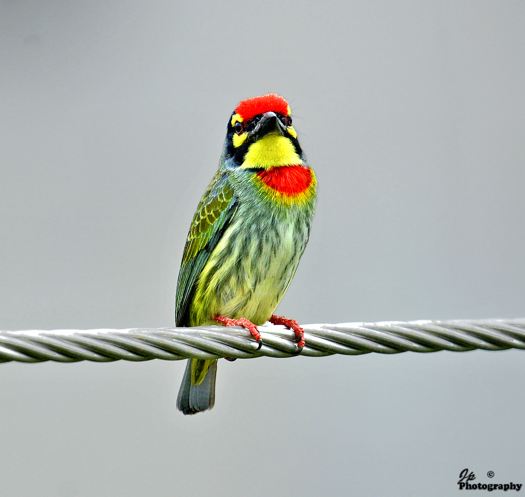 Coppersmith Barbet